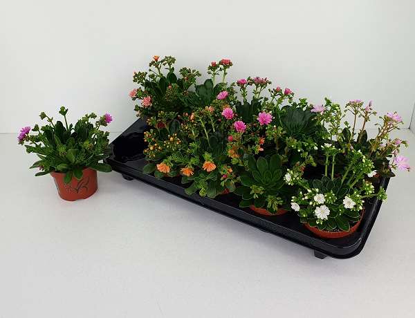 Picture of Lewisia cotyledon