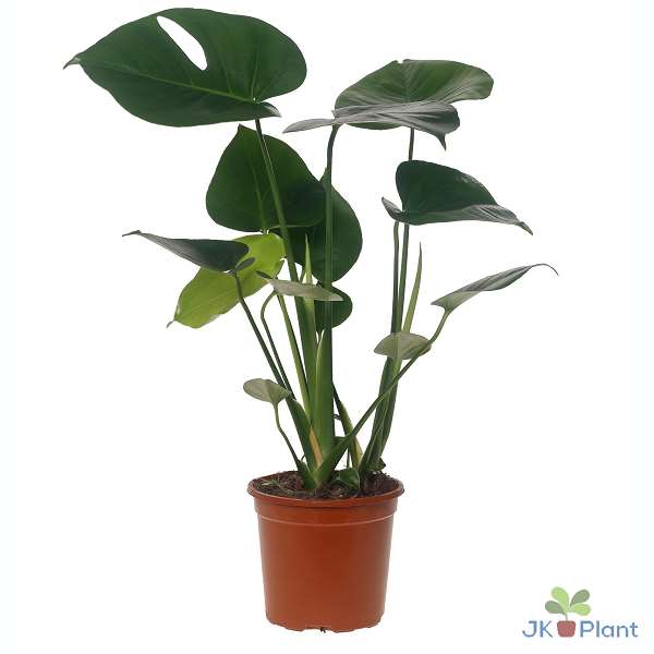 Picture of Monstera deliciosa