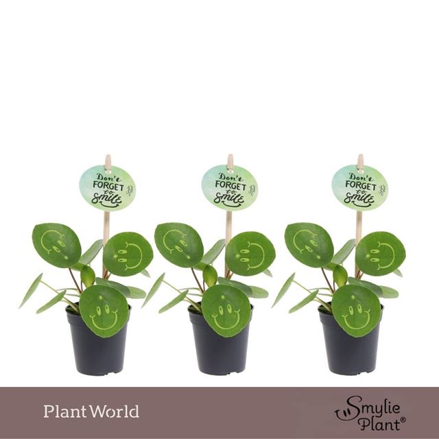 Picture of Pilea smylie plant - happy