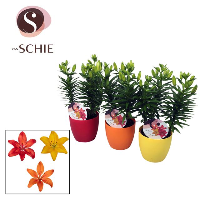 Picture of LILIUM ASIATIC 03PP MIX IN DECOPOT