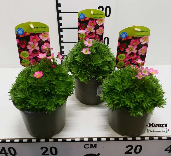 Picture of SAXIFRAGA ALPINO