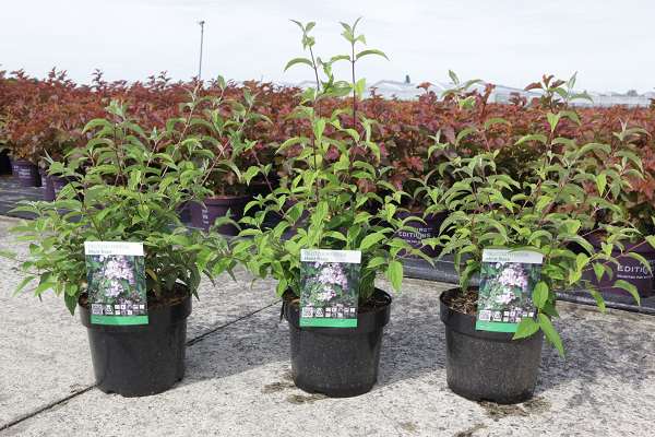 Picture of Deutzia hybrida mont rose