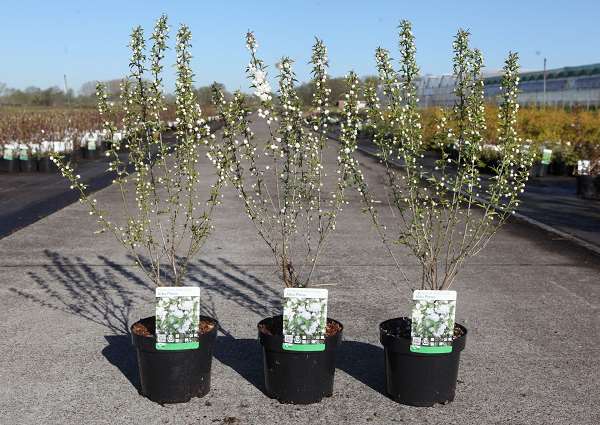 Picture of Prunus glandulosa alba plena