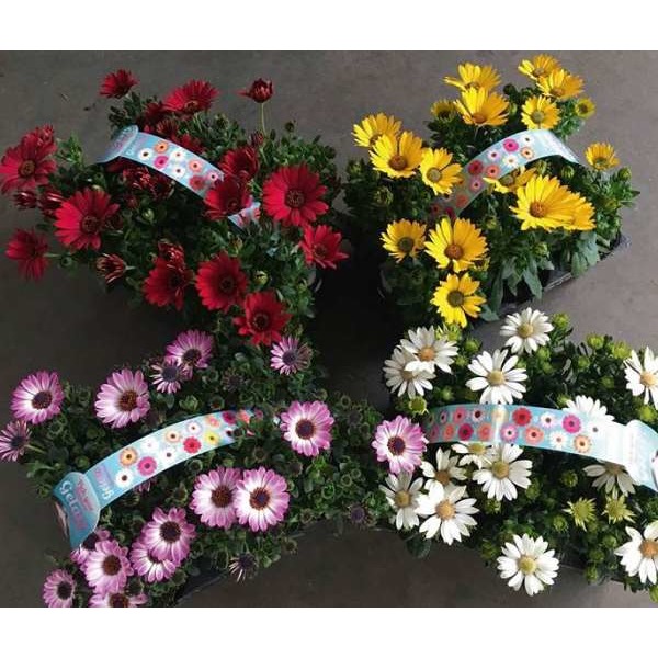 Picture of Osteospernum ecklonis mix 06-pack