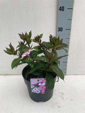 Picture of Phlox paniculata flatscreen