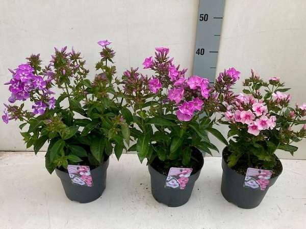 Picture of Phlox paniculata flatscreen