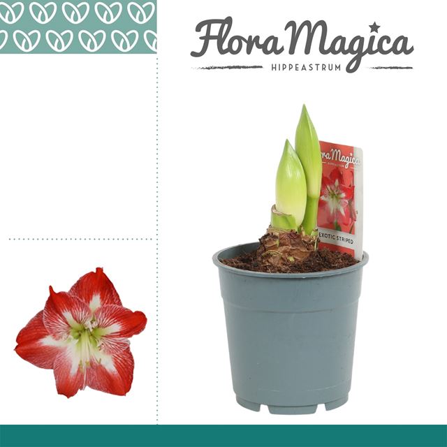 Picture of HIPPEASTRUM (AMARYLLIS) 02-FL EXOTIC STRIPED