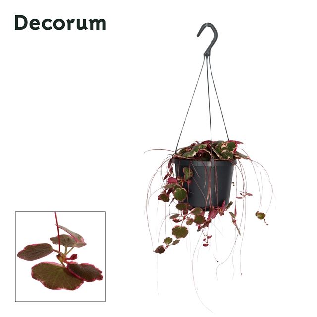 Picture of Saxifraga stolonifera tricolor hanging basket