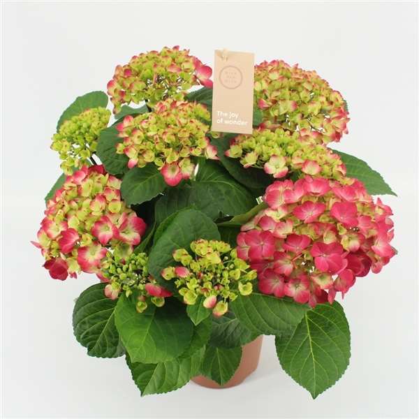 Picture of HYDRANGEA MACROPHYLLA 07+FL RED