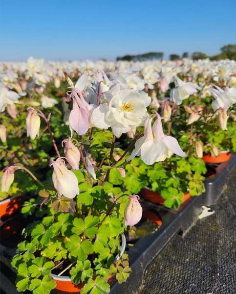 Picture of Aquilegia caerulea spring magic white