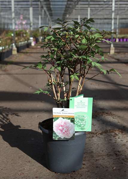 Picture of Paeonia suff  xue ying tao hua