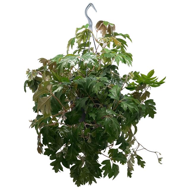 Picture of Cissus rhombifolia ellen danica hanging basket