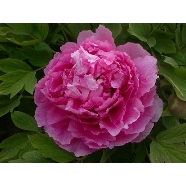 Picture of PAEONIA SUFFRUTICOSA LU HE HONG