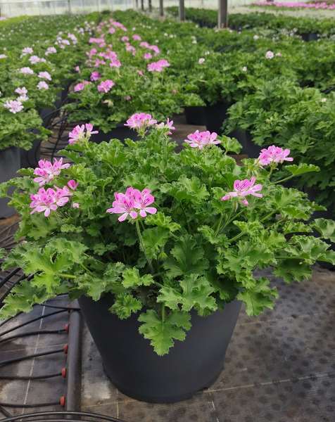 Picture of PELARGONIUM ODORANT - SCENTED GERANIUMS