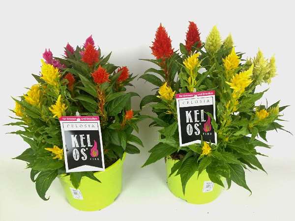 Picture of CELOSIA PLUMOSA KELOS TRIO