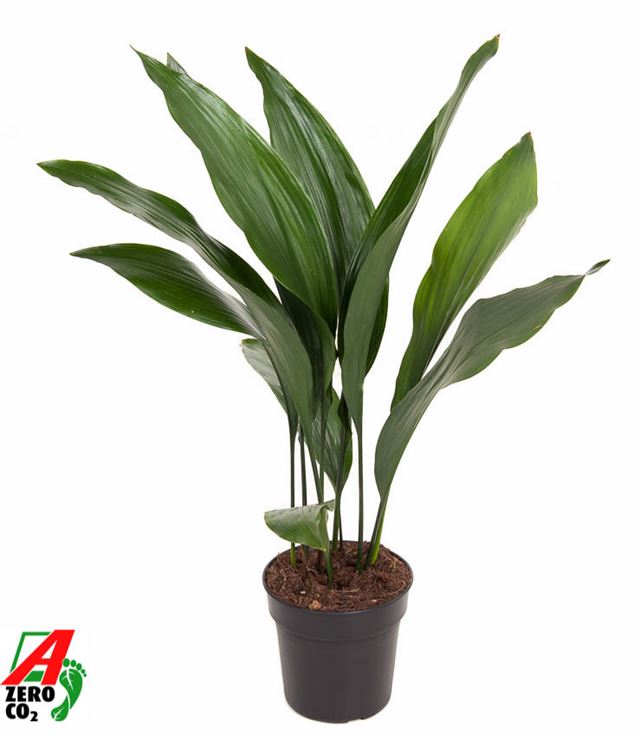 Picture of ASPIDISTRA ELIATOR