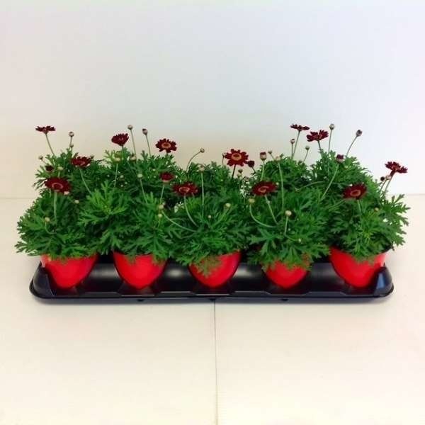 Picture of ARGYRANTHEMUM FRUTESCENS RED