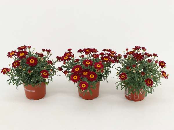 Picture of Argyranthemum frutescens red