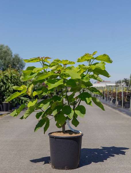 Picture of CATALPA BIGNONIOIDES AUREA