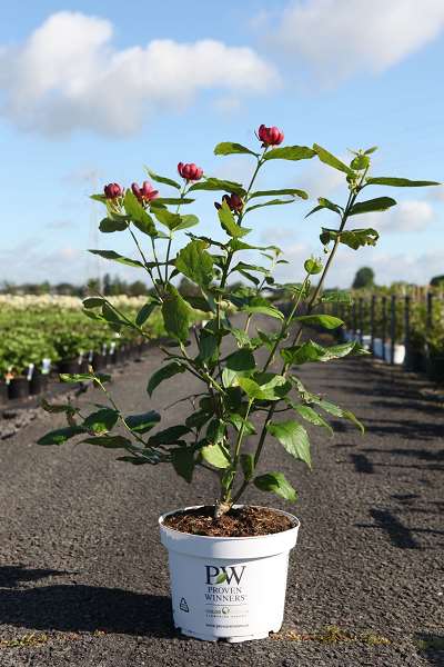 Picture of CALYCANTHUS FLORIDUS APHRODITE