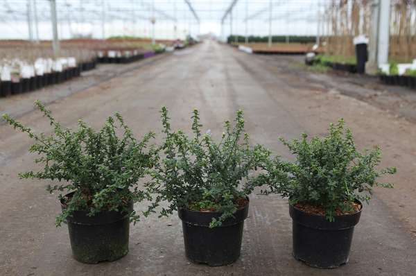 Picture of Ceanothus blue mound