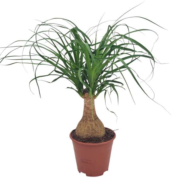 Picture of Beaucarnea recurvata nolina straight stem