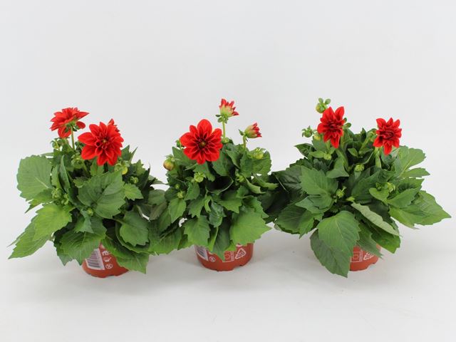 Picture of Dahlia dahlietta anna