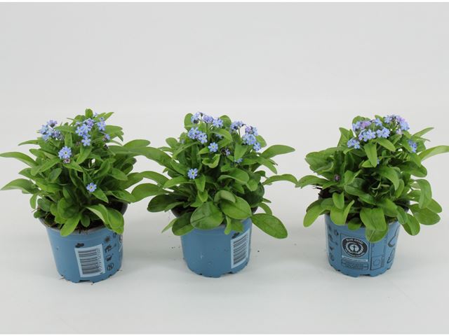 Picture of Myosotis sylvatica mon amie blue
