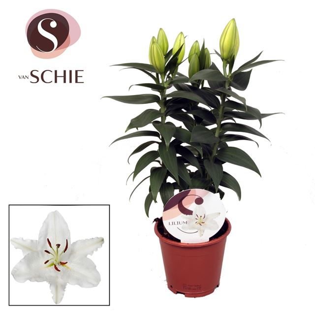 Picture of Lilium oriental white