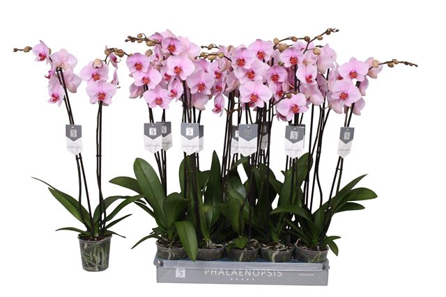 Picture of PHALAENOPSIS 02-STEM WASHINGTON