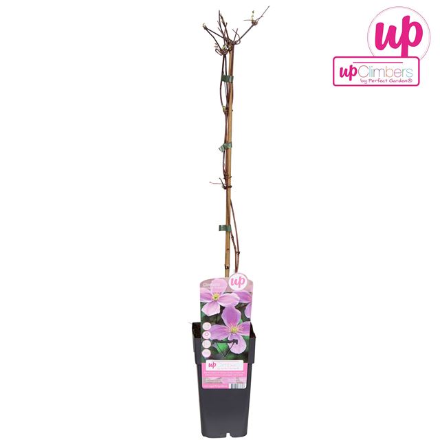 Picture of Clematis montana rubens