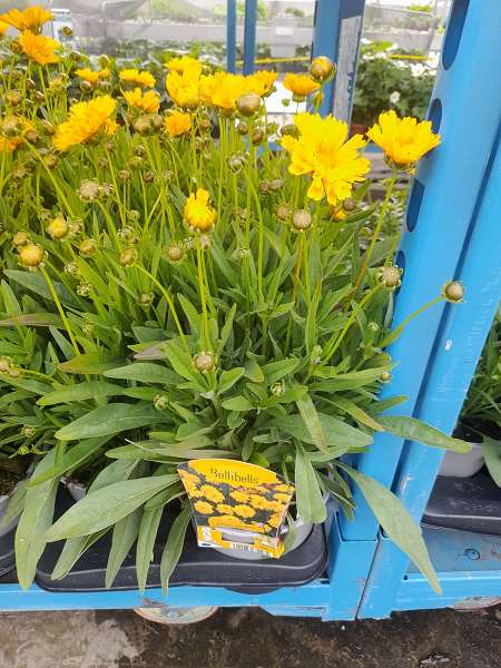 Picture of COREOPSIS GRANDIFLORA EARLY SUNRISE