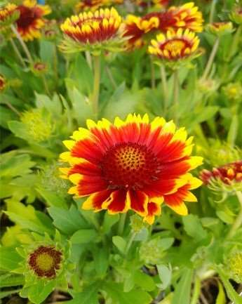 Picture of GAILLARDIA ARISTATA ARIZONA SUN
