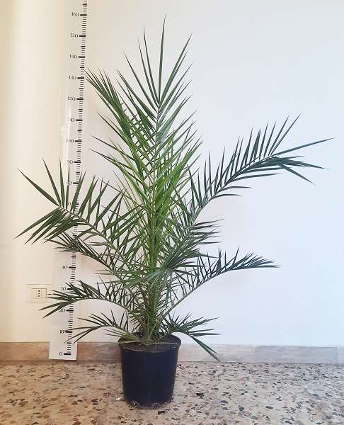 Picture of PHOENIX CANARIENSIS