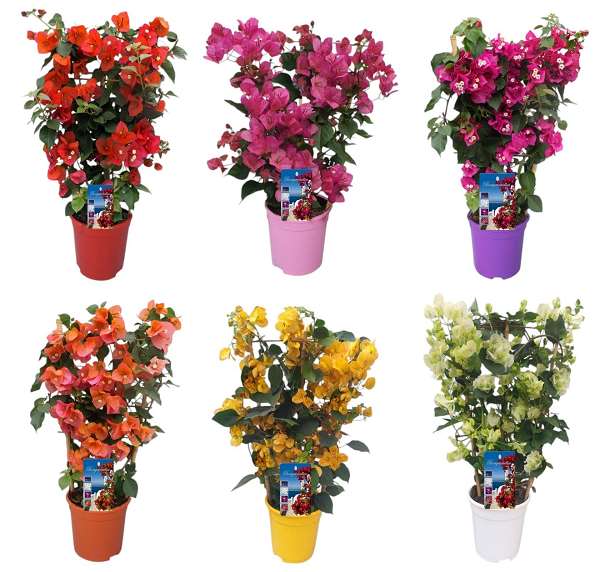 Picture of Bougainvillea mix on frame