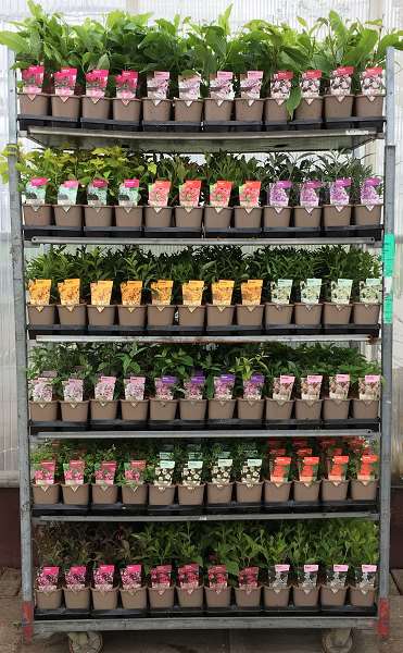 Picture of Shrub trolley mix