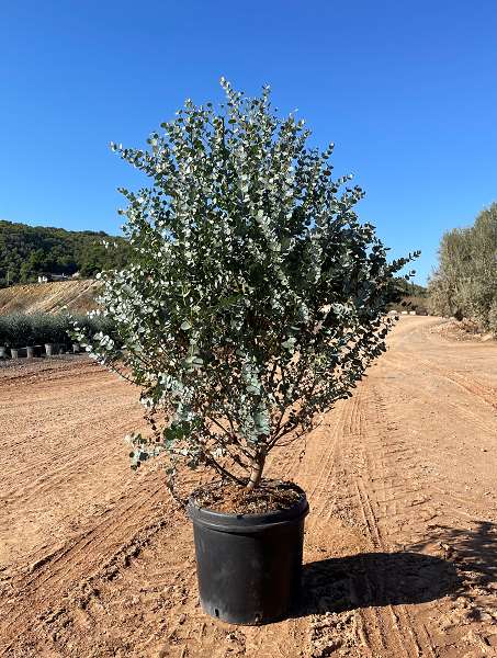 Picture of EUCALYPTUS GUNNI AZURA C18L TOUFFE