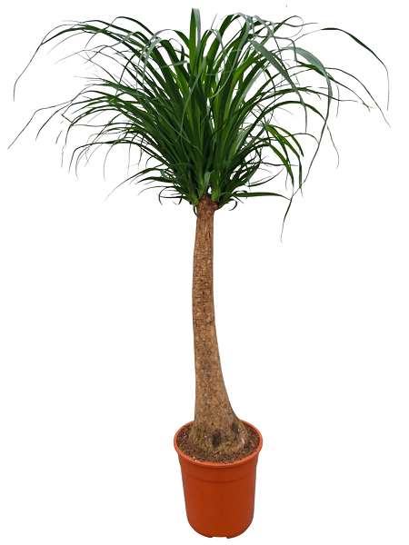Picture of Beaucarnea recurvata nolina straight stem