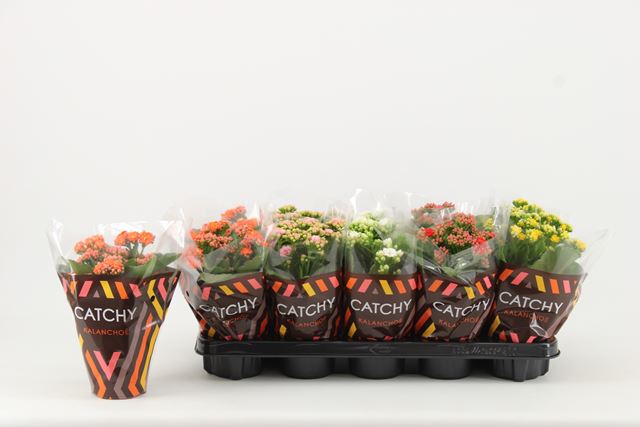Picture of Kalanchoe double catchy season mix