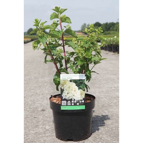 Picture of HYDRANGEA PANICULATA SILVER DOLLAR