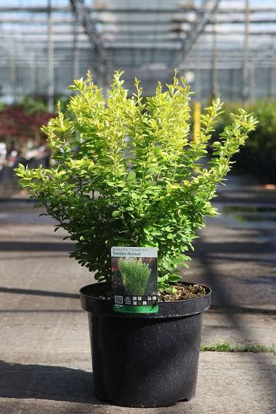Picture of Berberis thunbergii golden rocket