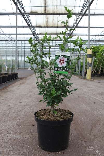 Picture of HIBISCUS SYR. HAMABO
