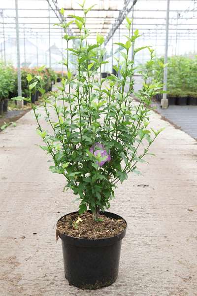 Picture of HIBISCUS SYRIACUS LAVENDER CHIFFON