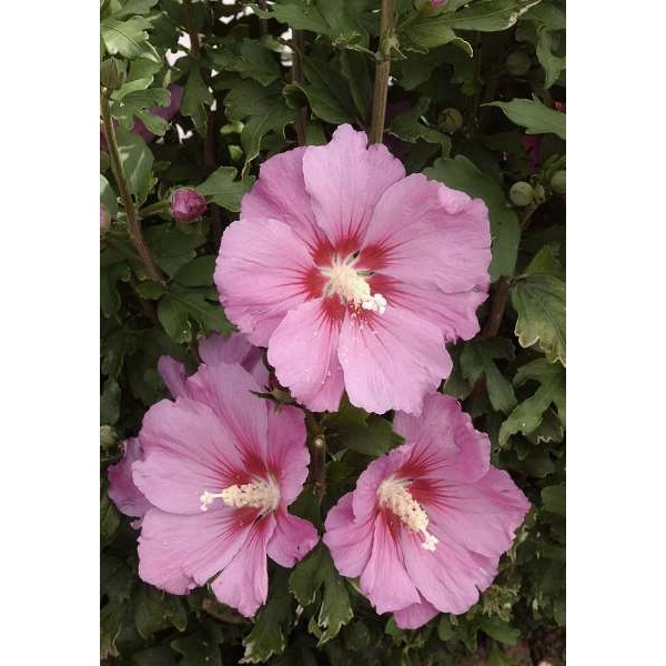 Picture of HIBISCUS SYRIACUS PINK GIANT