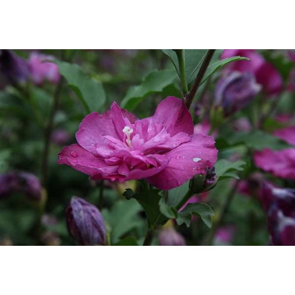 Picture of HIBISCUS SYRIACUS PURPLE RUFFLES