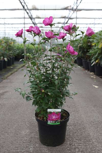 Picture of HIBISCUS SYRIACUS PURPLE RUFFLES