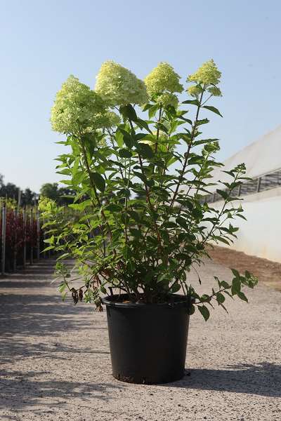 Picture of Hydrangea pan  limelight