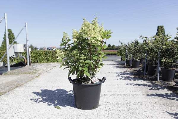 Picture of Hydrangea pan  pinky winky