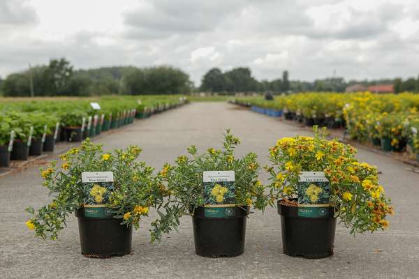 Picture of HYPERICUM KALMIANUM BLUE VELVET