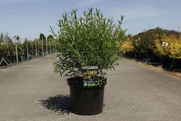 Picture of Hypericum kalmianum gemo